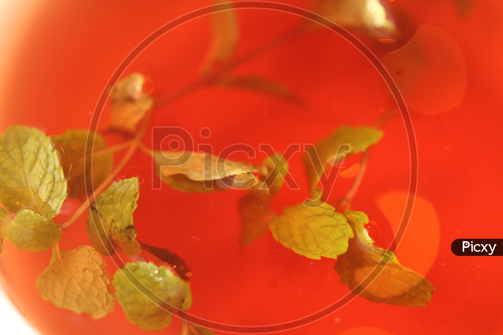 image-of-mint-leaves-in-a-lemon-tea-cup-yc679591-picxy