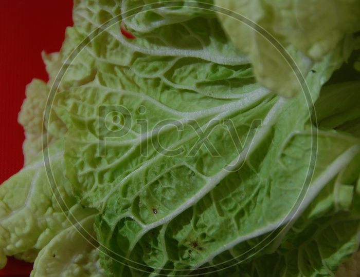Close shot of Cabbage