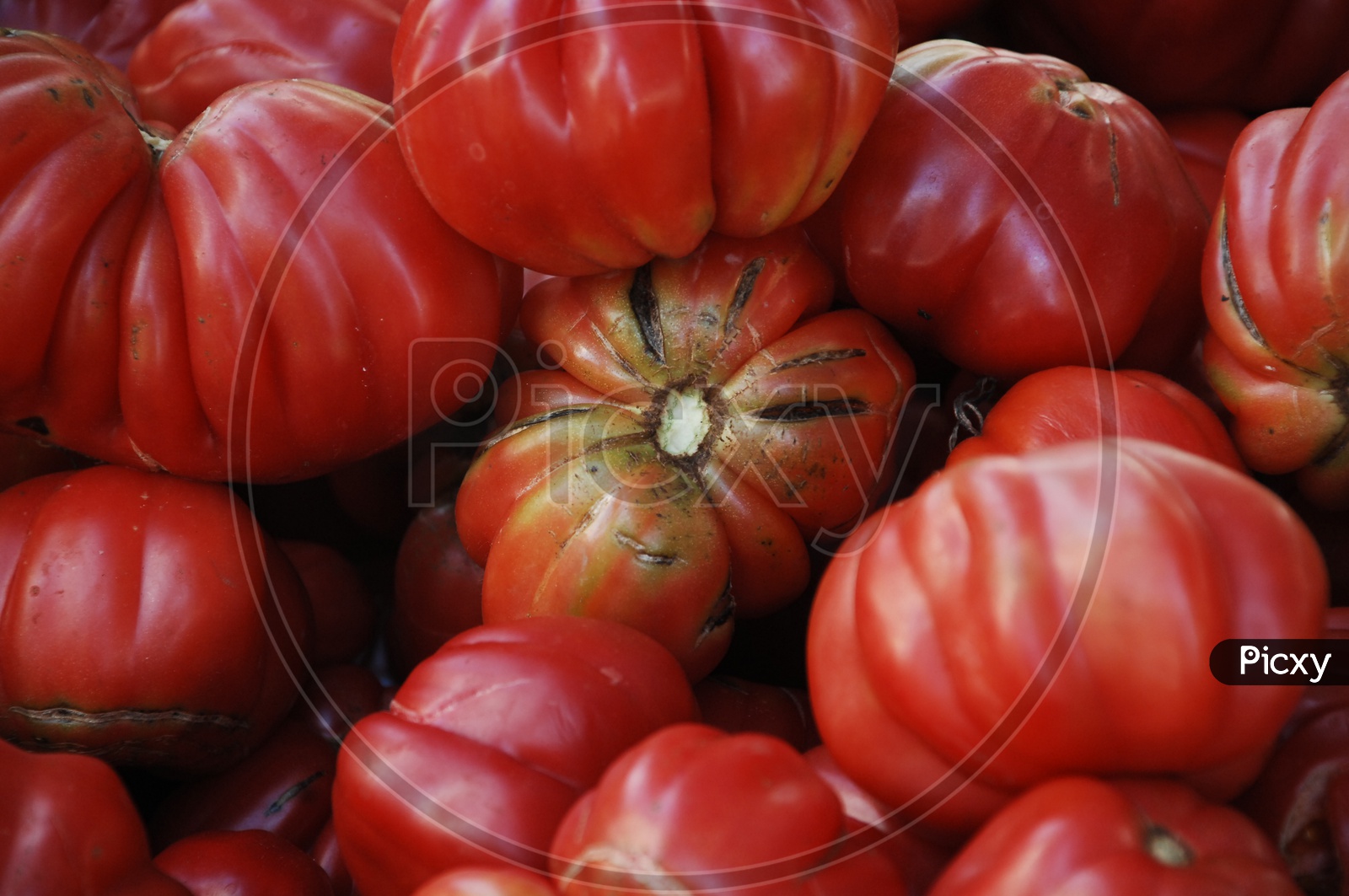Big red tomatoes