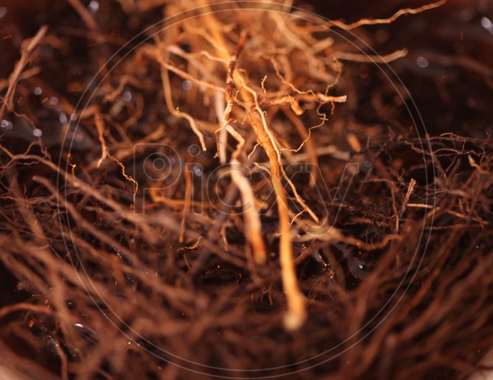 Medicinal Ayurvedic roots in  a jar closeup