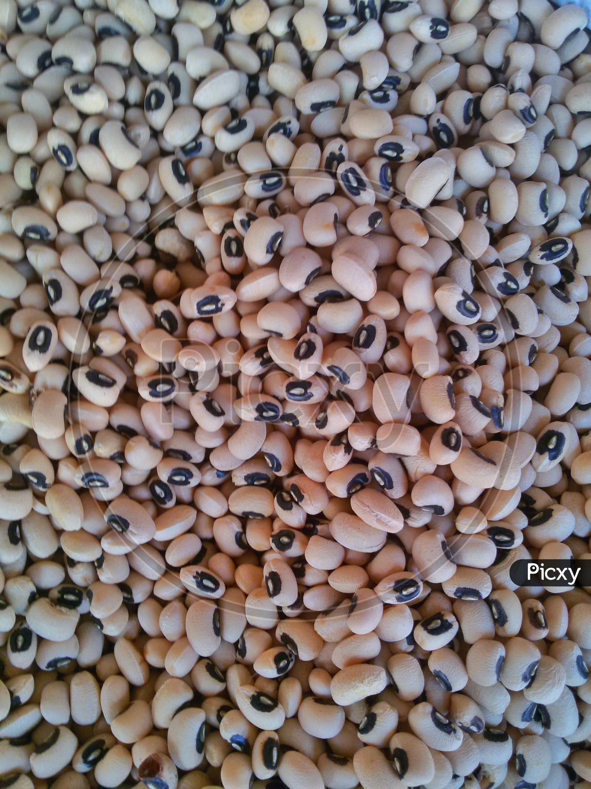 Close up of cowpeas