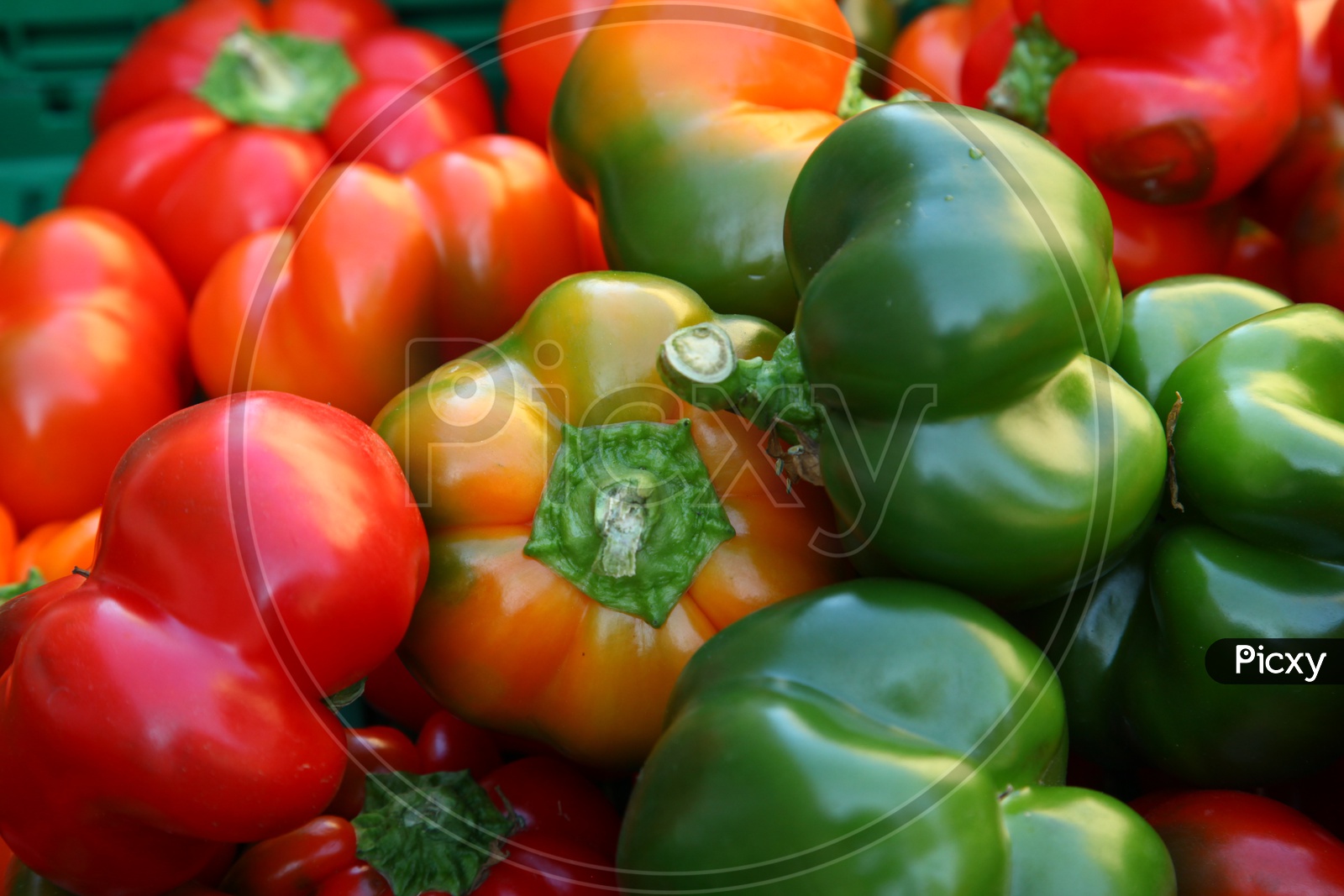 red, green, orange bell peppers