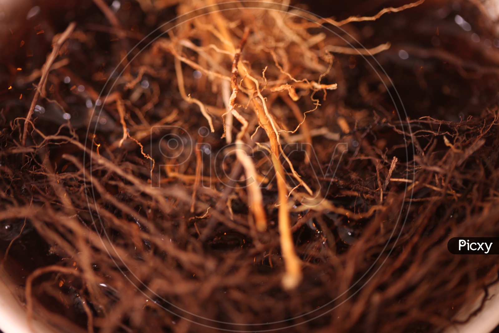 Medicinal Ayurvedic roots in  a jar closeup