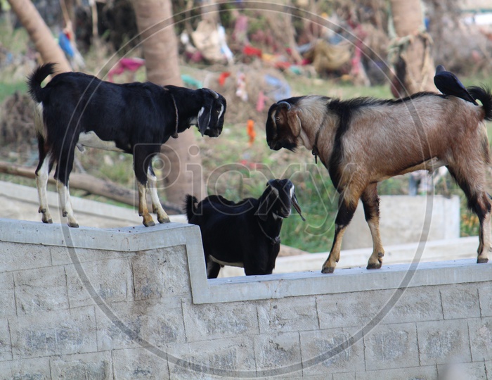 Goats Fighting