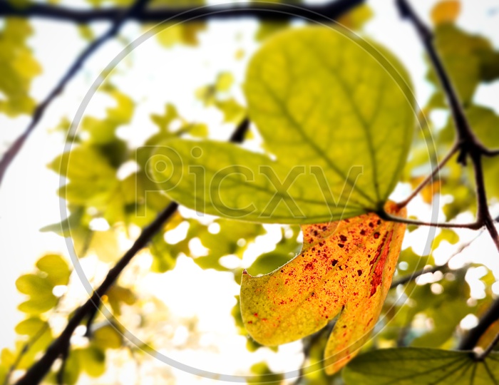 Leaf photography