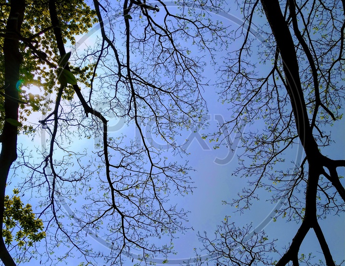 Silhouette Of a Leafless Tree over a Blue Sky