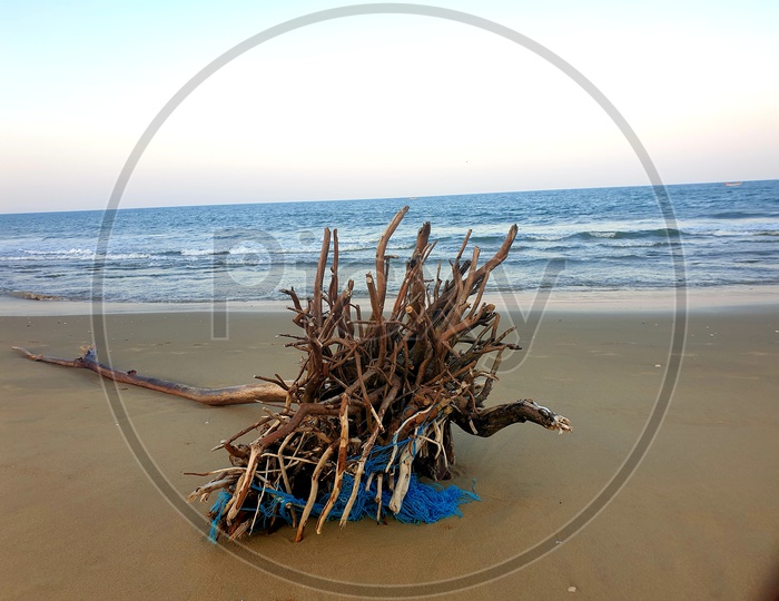 Dried Plant Wood on a Beach