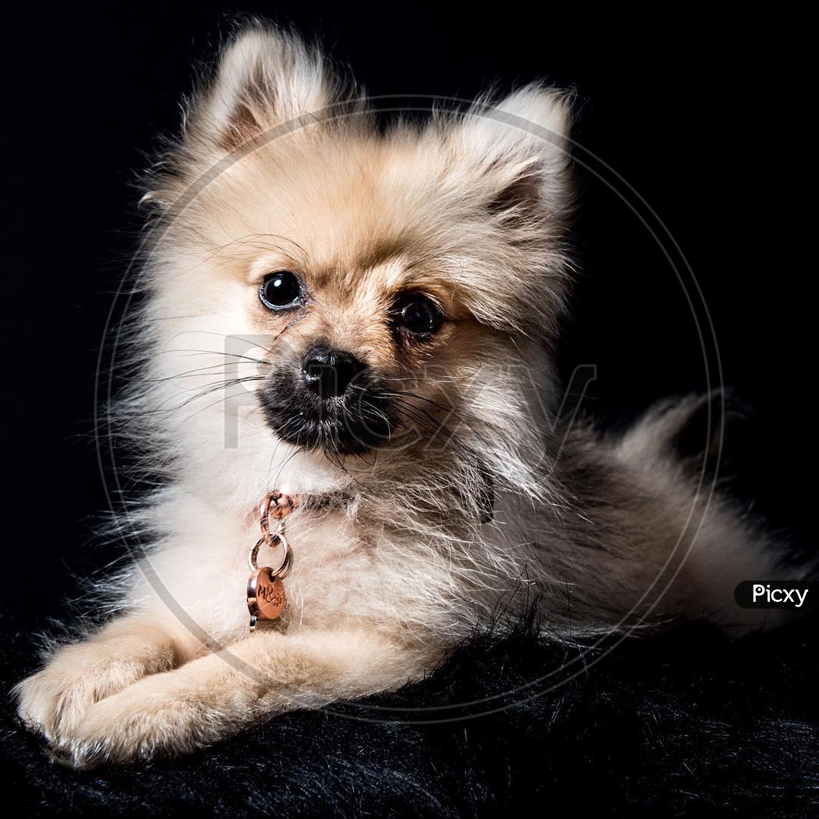 Portrait of a Pomeranian dog