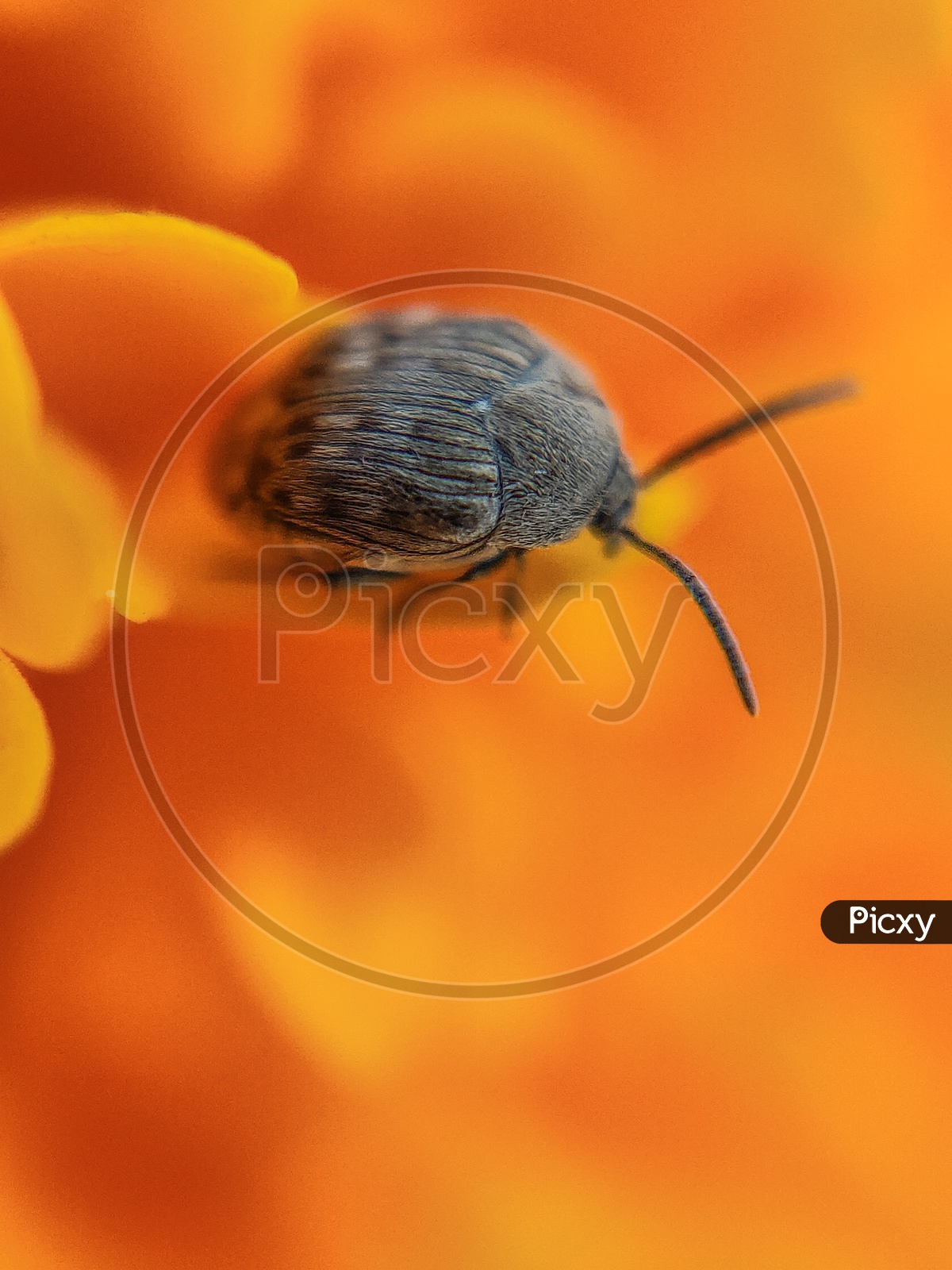 Broom Seed Beetle Bug