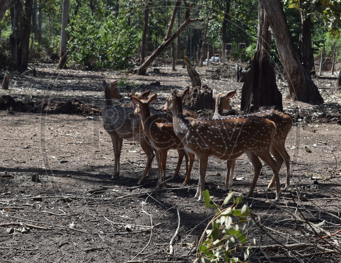 Group of Deers in Nagarhole