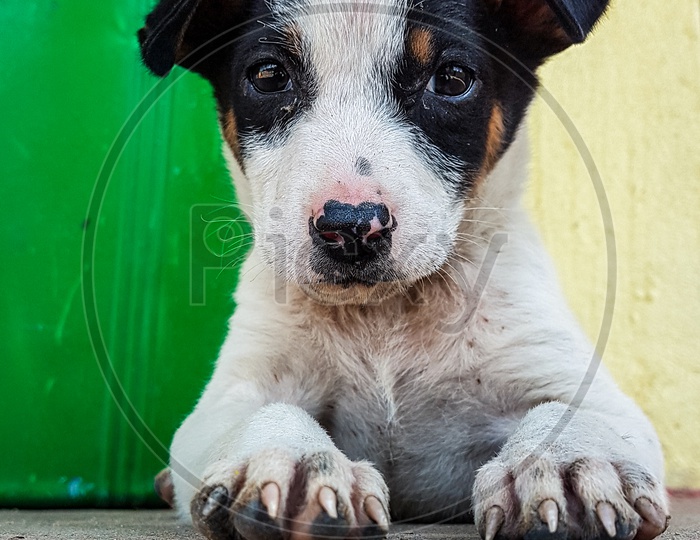 A street puppy