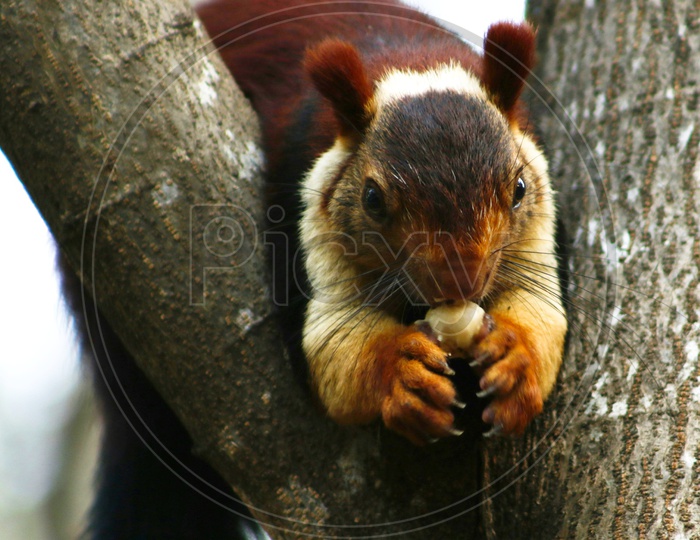 Malabar gaint squirrel