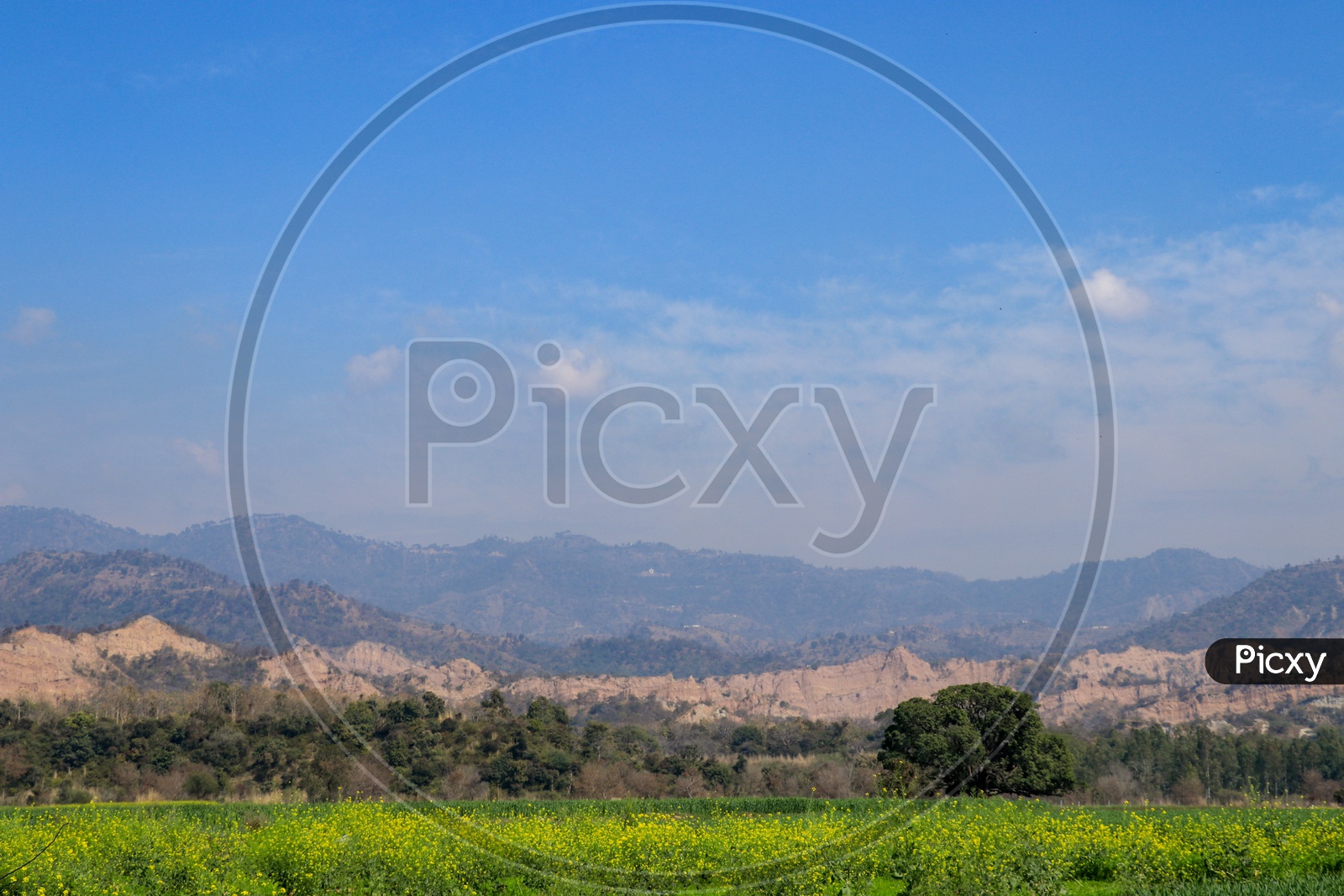 View of Morni hills under blue sky and mustard crop in the foreground