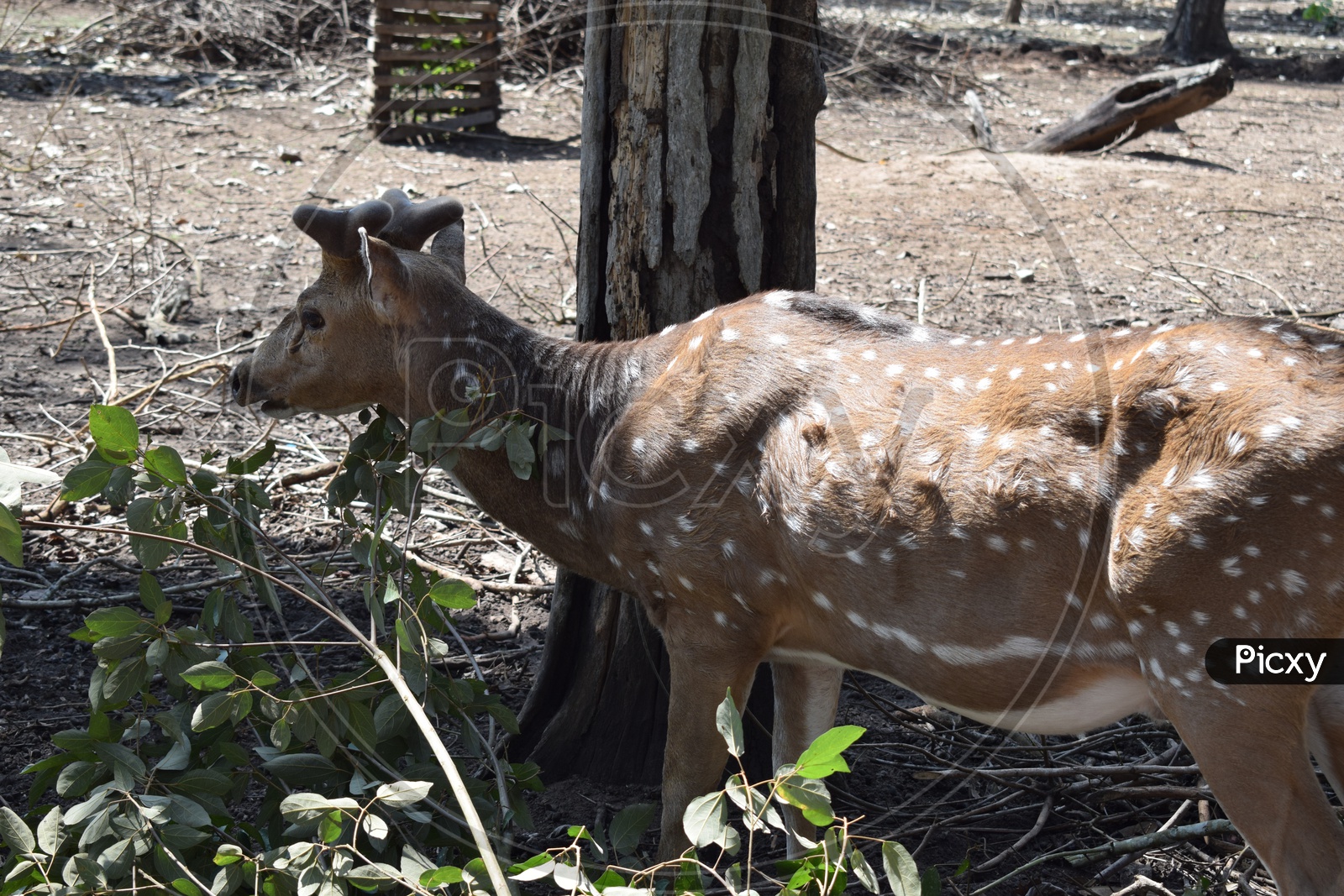 Deer in Nagarhole