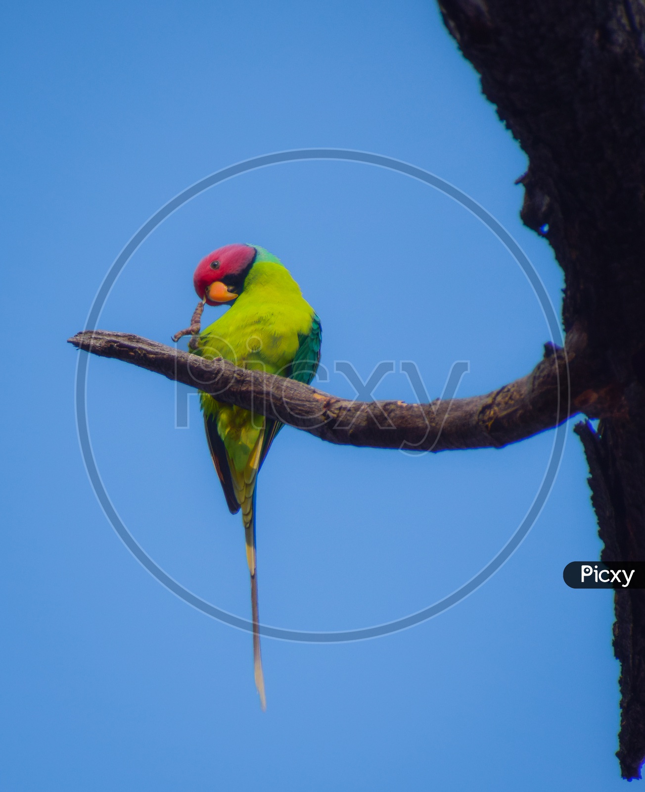 A plum-headed parakeet