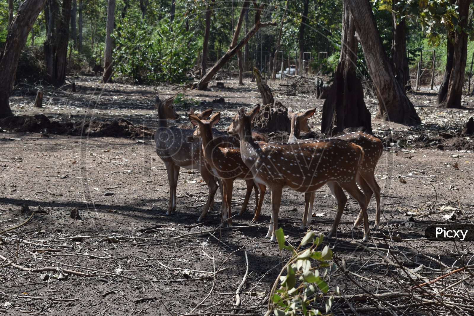 Group of Deers in Nagarhole