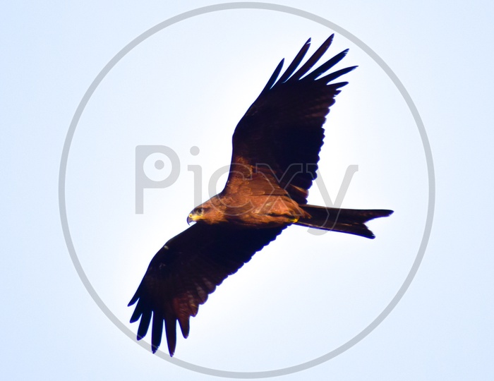 A Brown Eagle