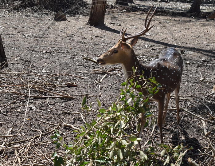 Deer in Nagarhole