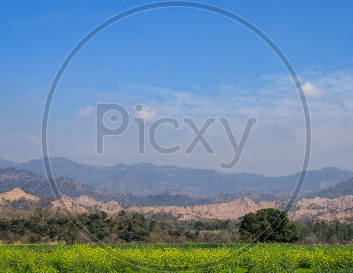 View of Morni hills under blue sky and mustard crop in the foreground