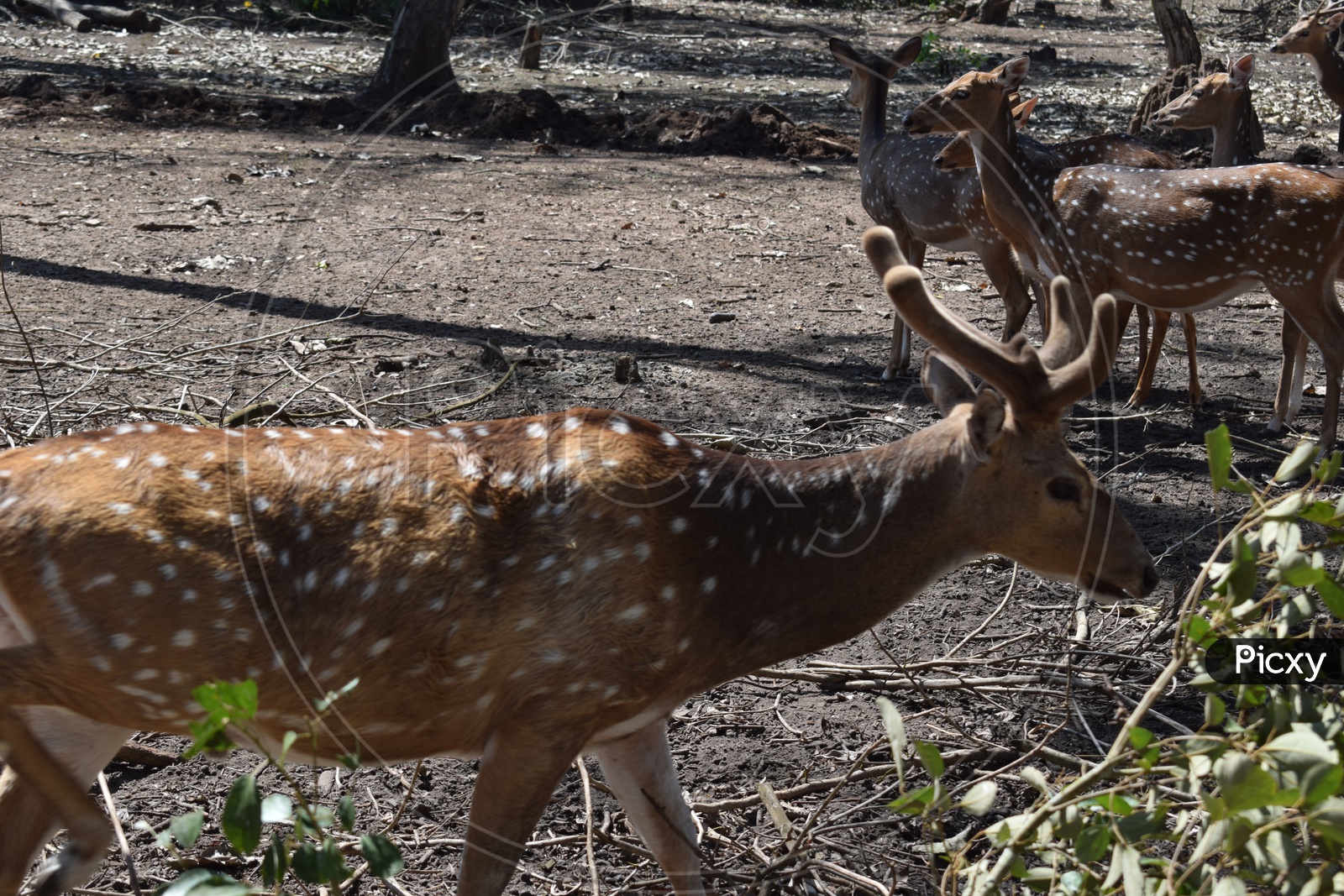 Deer Picture from Nagarhole