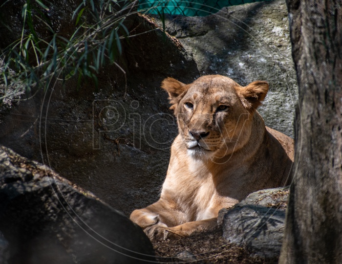 Lion at Bannerghatta National Park, Bengaluru.