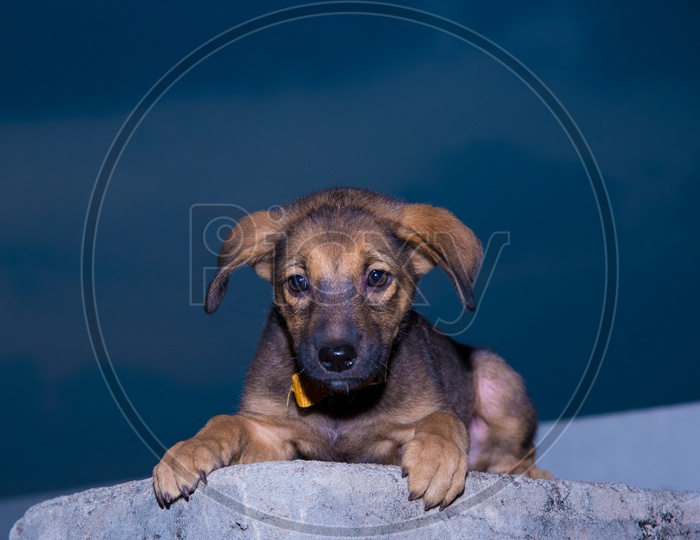 Indian street dog with sky background