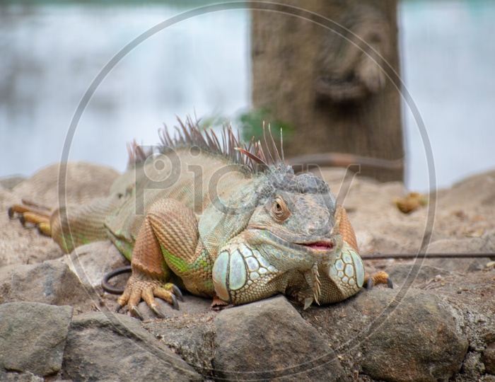 green iguana at Bannerghatta national park, Bengaluru.