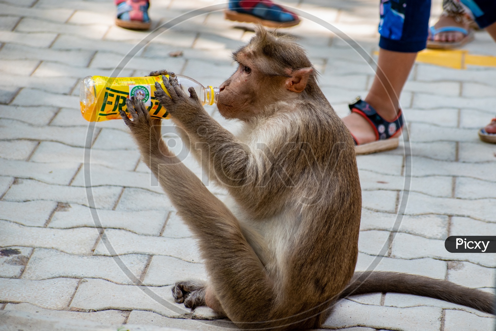 Monkey drinking Frooti drink at  Bannerghatta National Park, Bengaluru.