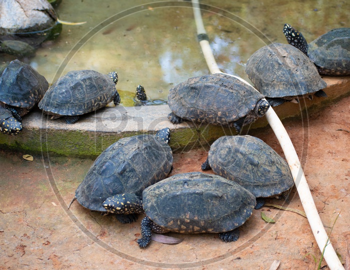 Group of Tortoises ( creep) at Bannerghatta National Park, Bengaluru.