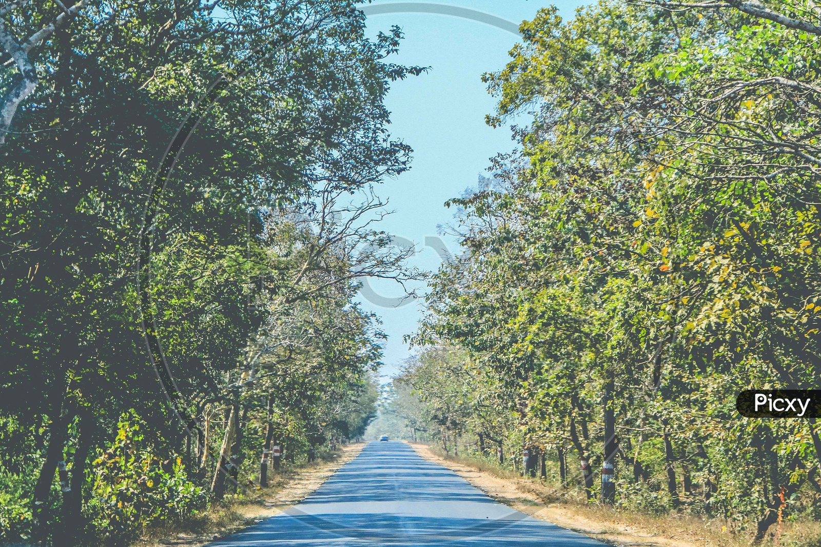 A Lone Thar Road With Trees on Both Sides of The Road in Rural Area
