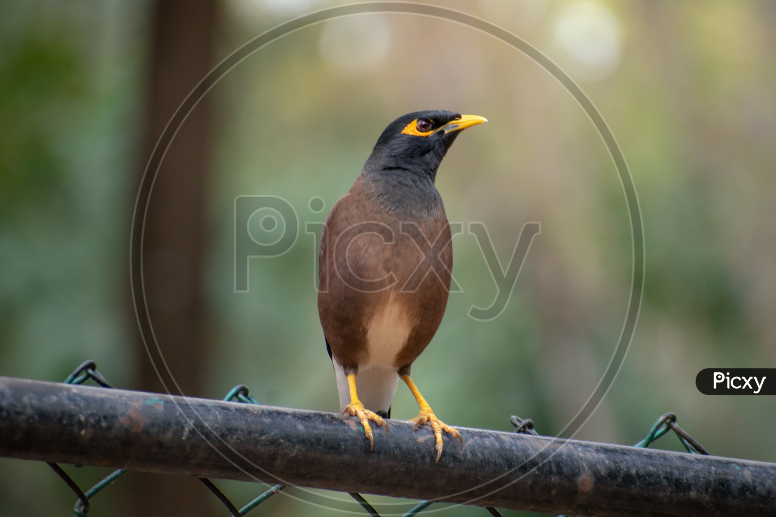 Myna bird at  Bannerghatta National Park, Bengaluru.