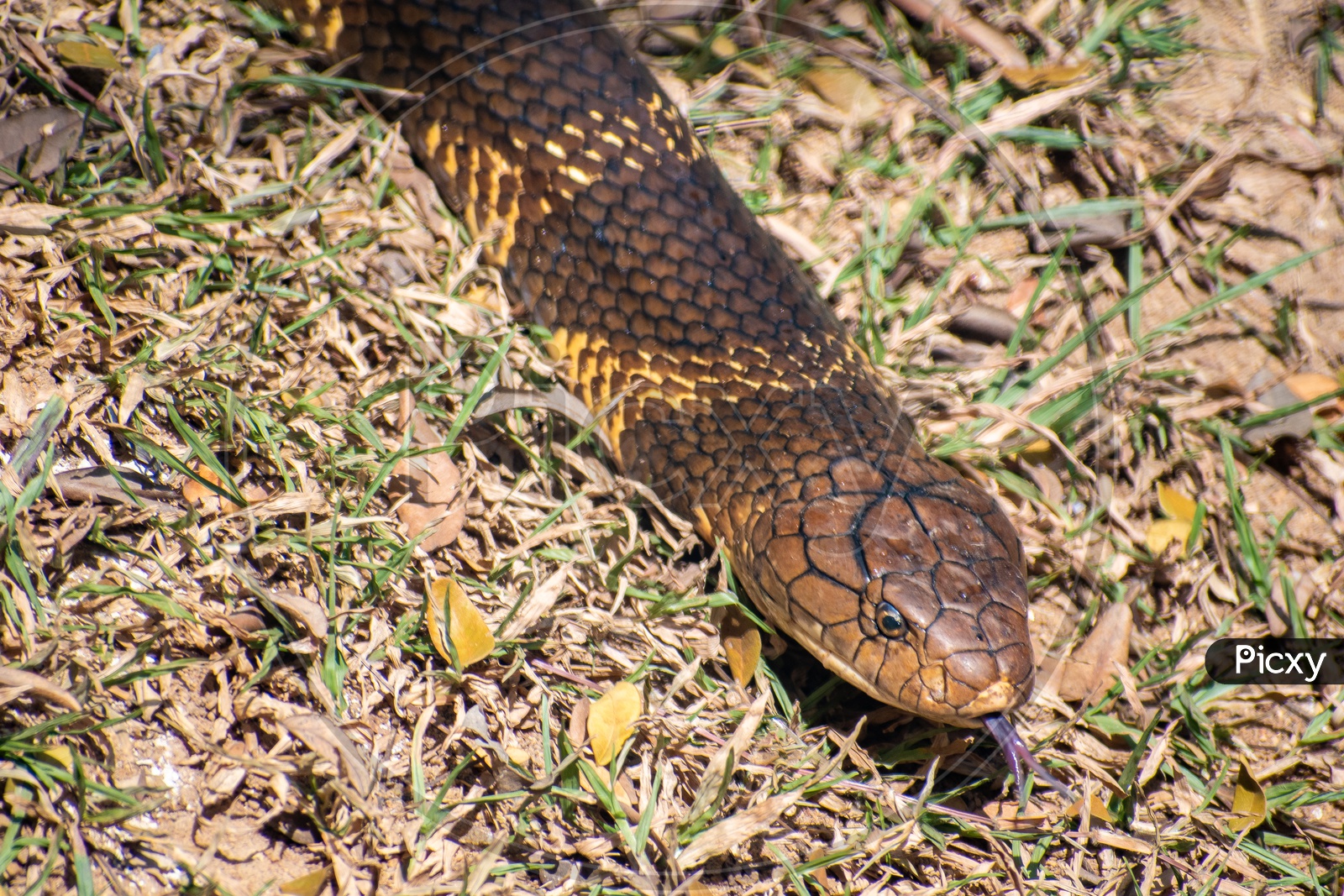 Poisonous snake in Bannerghatta National Park, Bengaluru.
