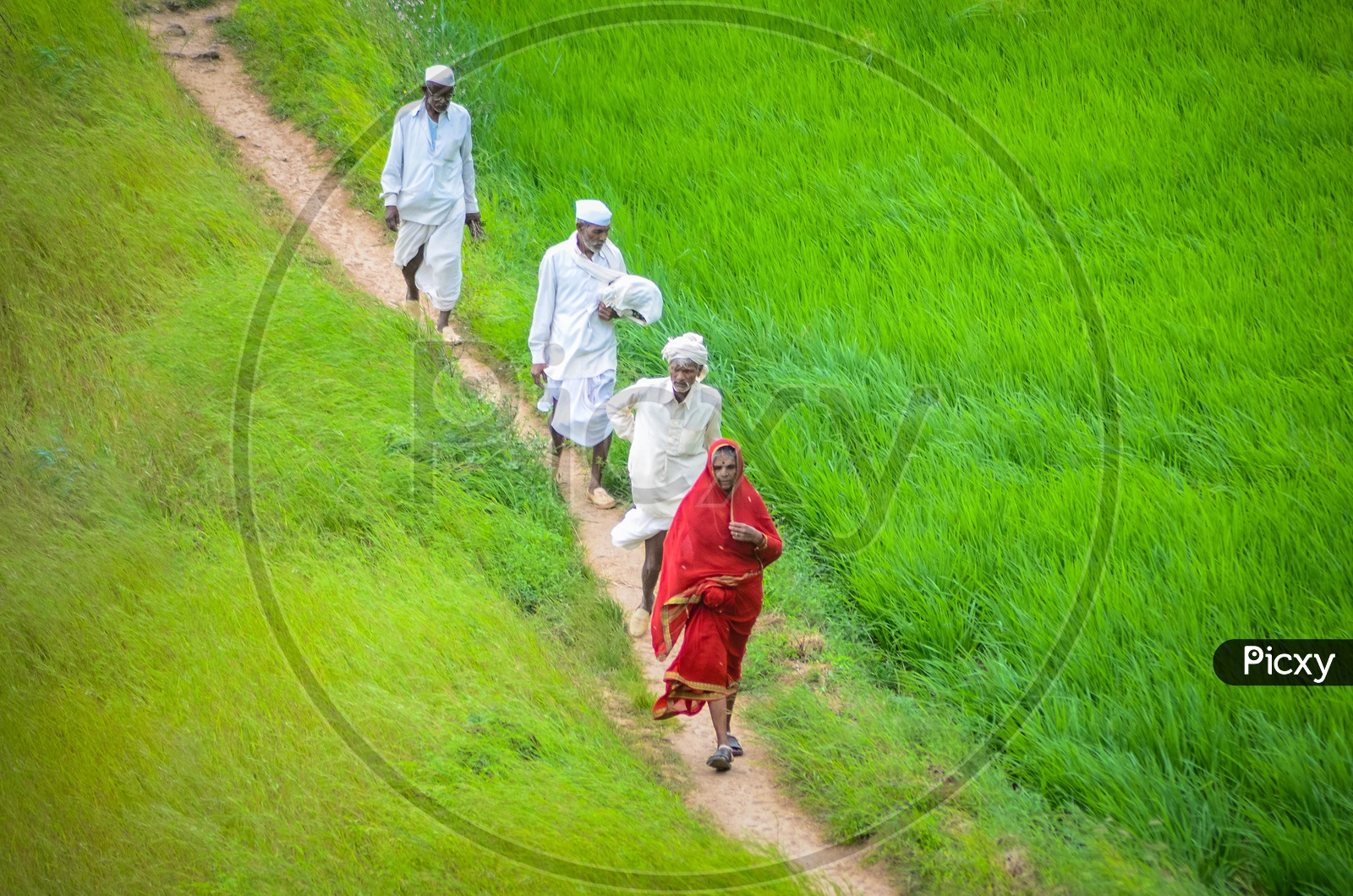 Local Maharastrian People Walking Along The Pathways in Green Plateaus of Western Ghats
