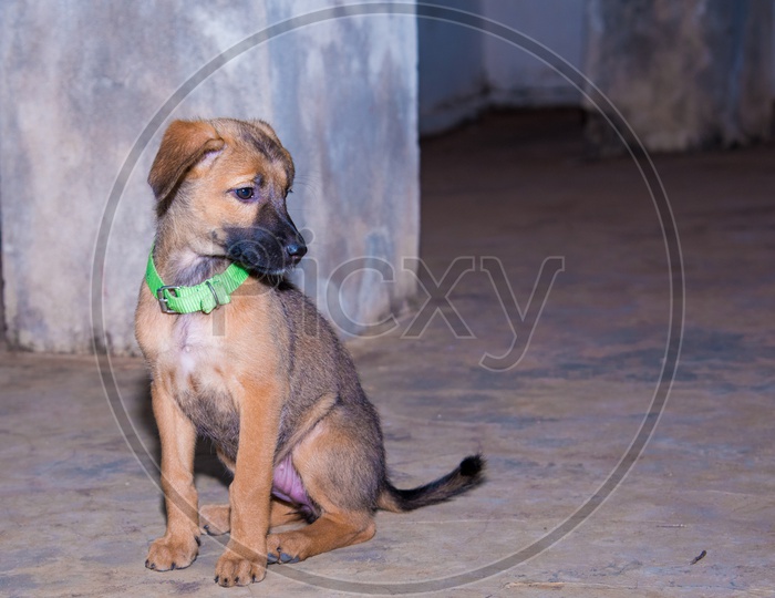 Indian breed puppy