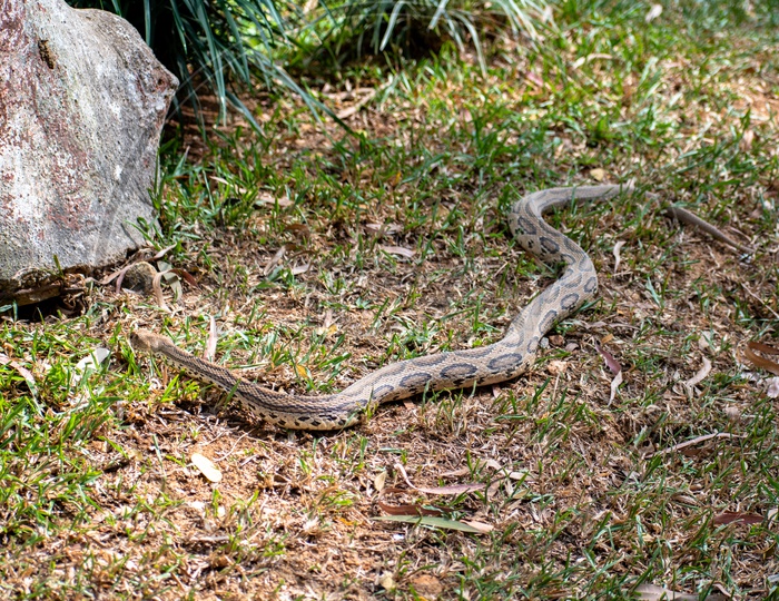 Poisonous snake in Bannerghatta National Park, Bengaluru.