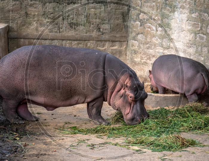 Mother and baby Hippopotamus grazing.