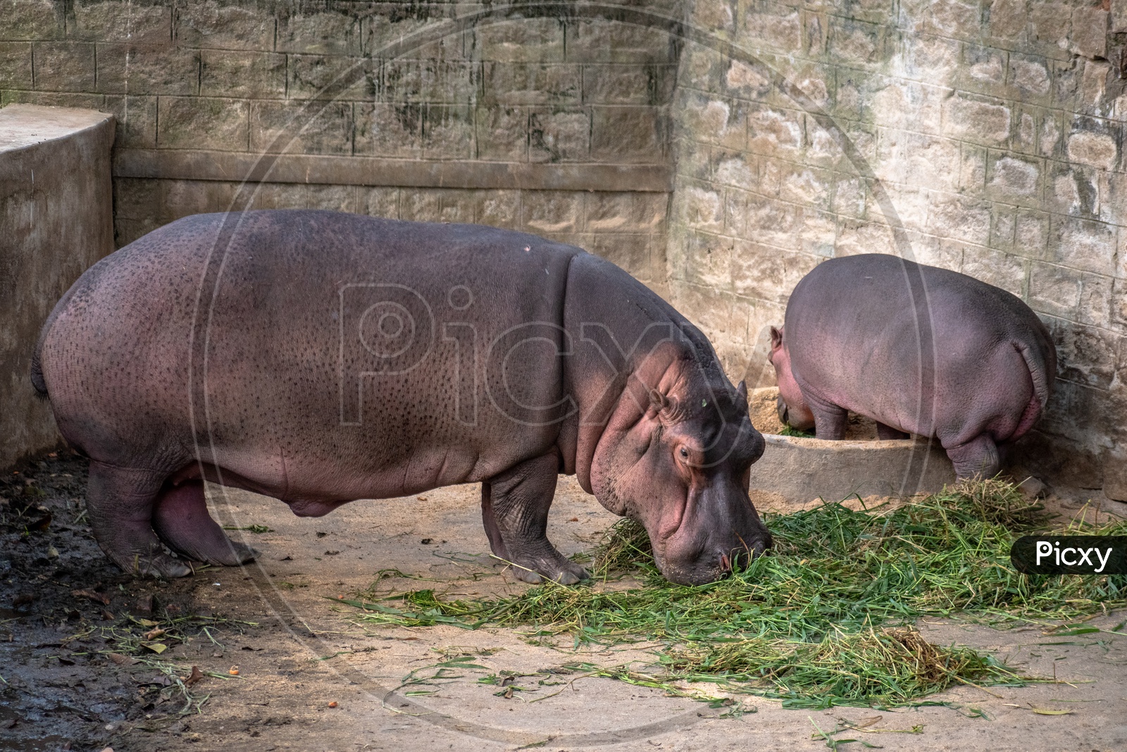 Mother and baby Hippopotamus grazing.