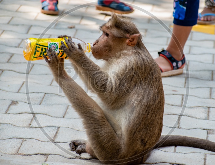 Monkey drinking Frooti drink at  Bannerghatta National Park, Bengaluru.