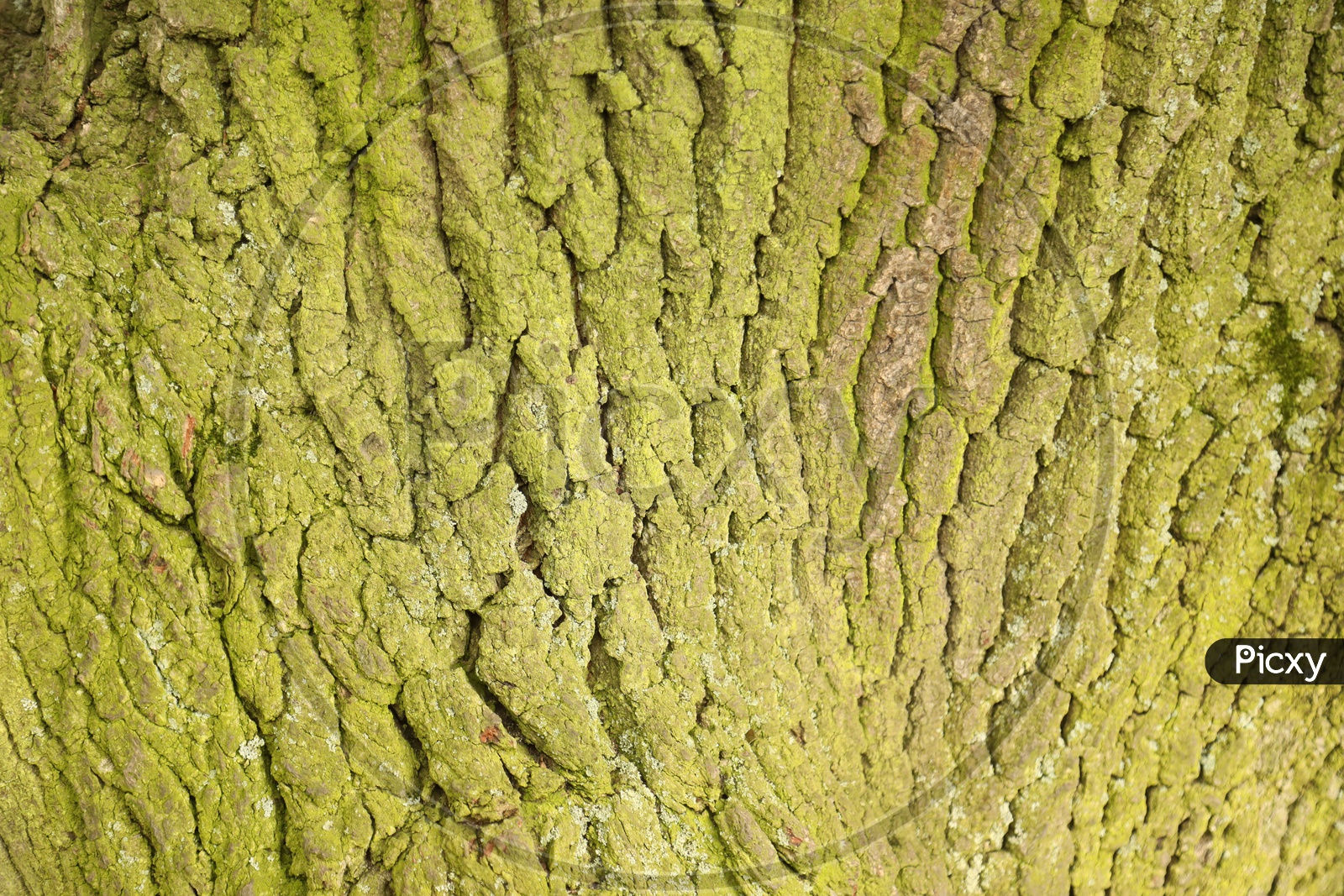 Tree Bark With Texture Representation
