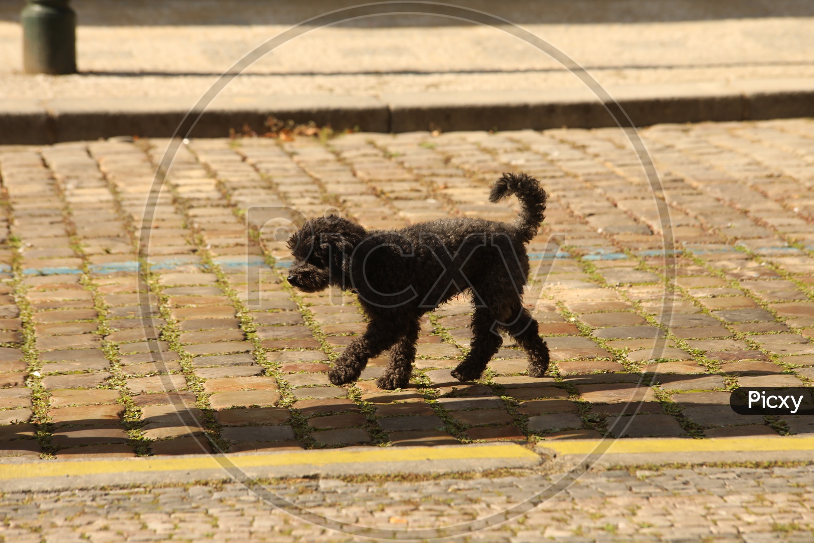 Pet Puppy dog walking on street