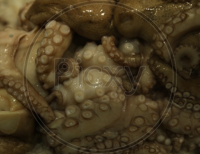 Octopus - Sea Food