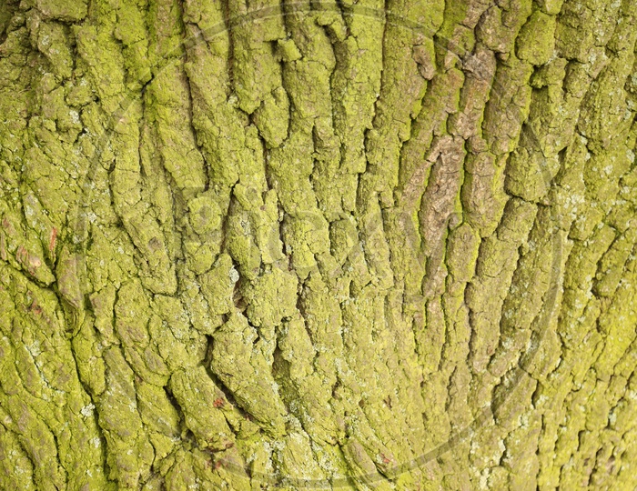 Tree Bark With Texture Representation