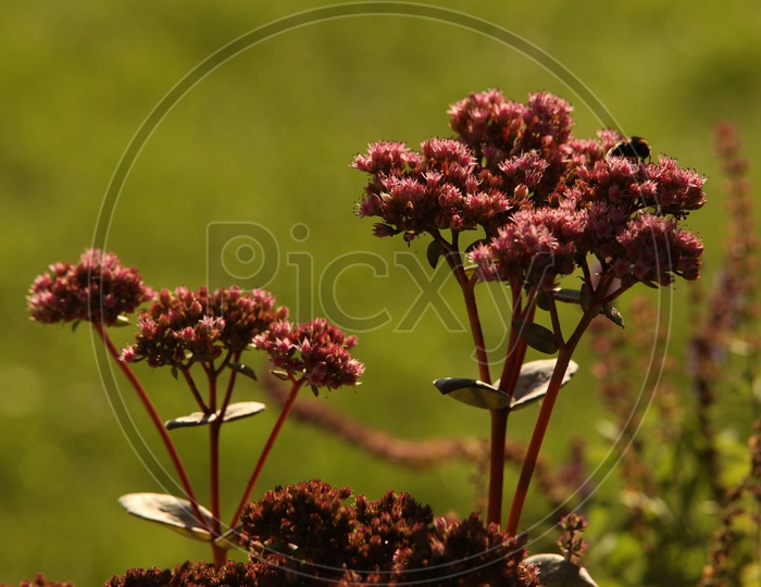 Angelica Gigas Plant