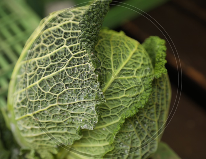 Savoy Cabbage / Green Cabbage Closeup Shot