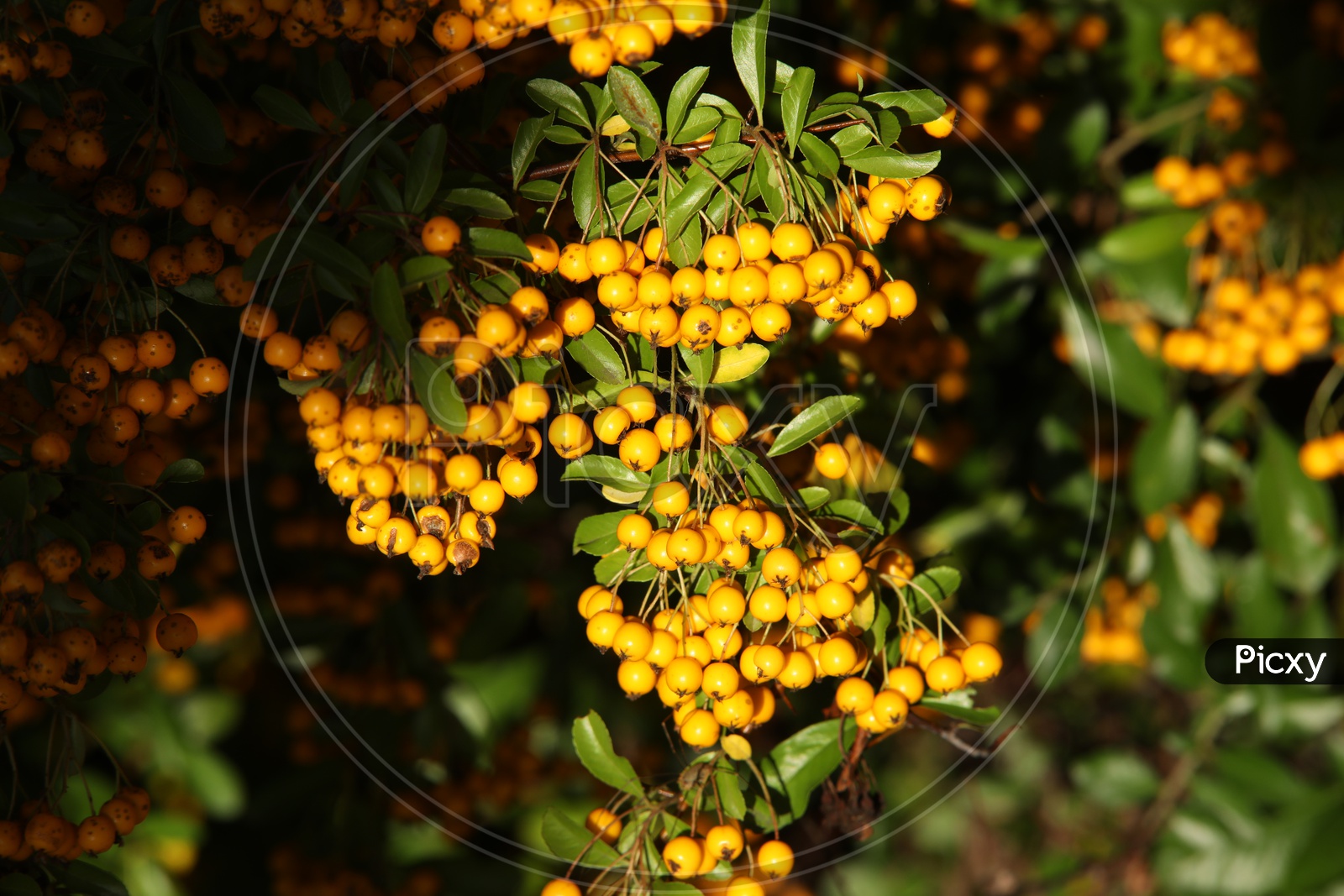 Small fruits for a tree