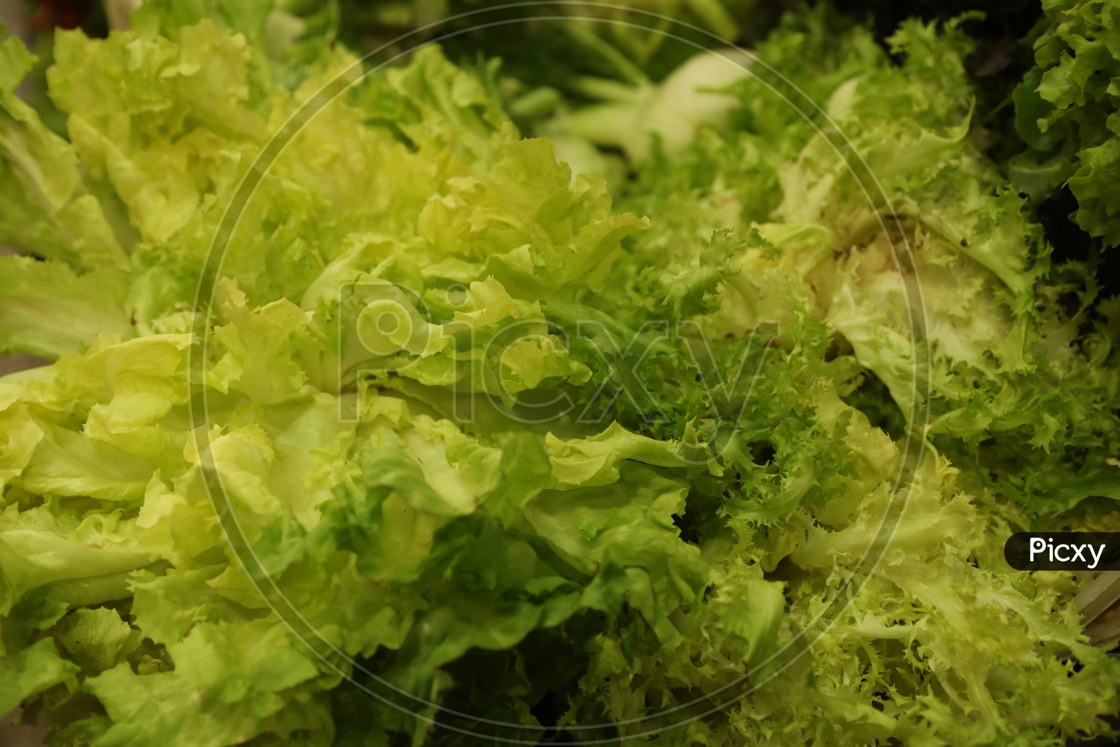 Green Leafy Vegetable Lettuce  In a SuperMarket