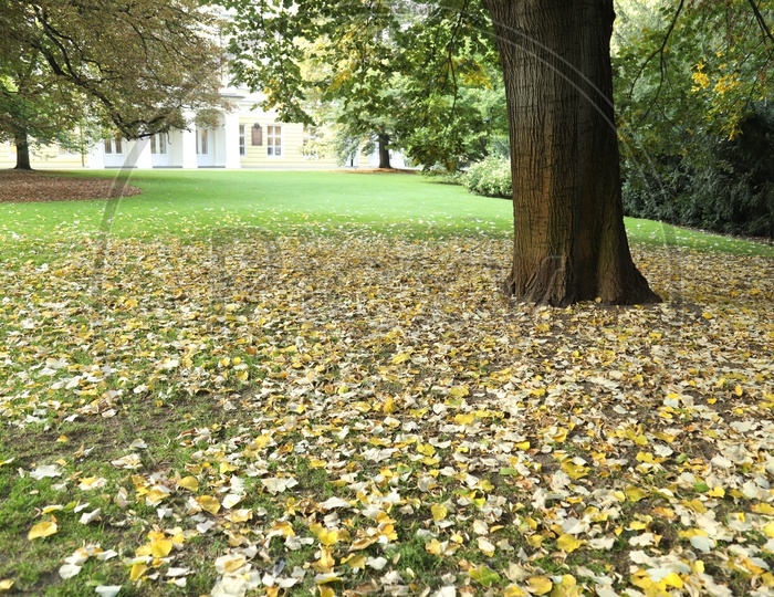 Maple Tree Leaves fallen on the ground