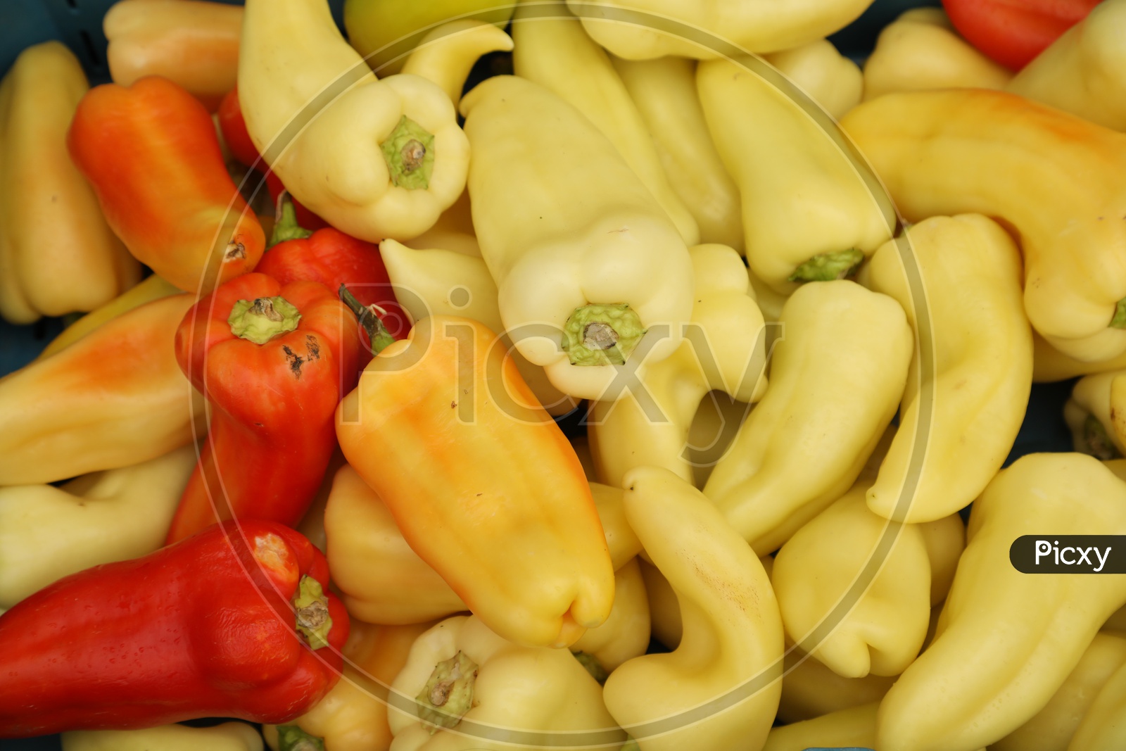 Bell Pepper in a Supermarket  Closeup Shot