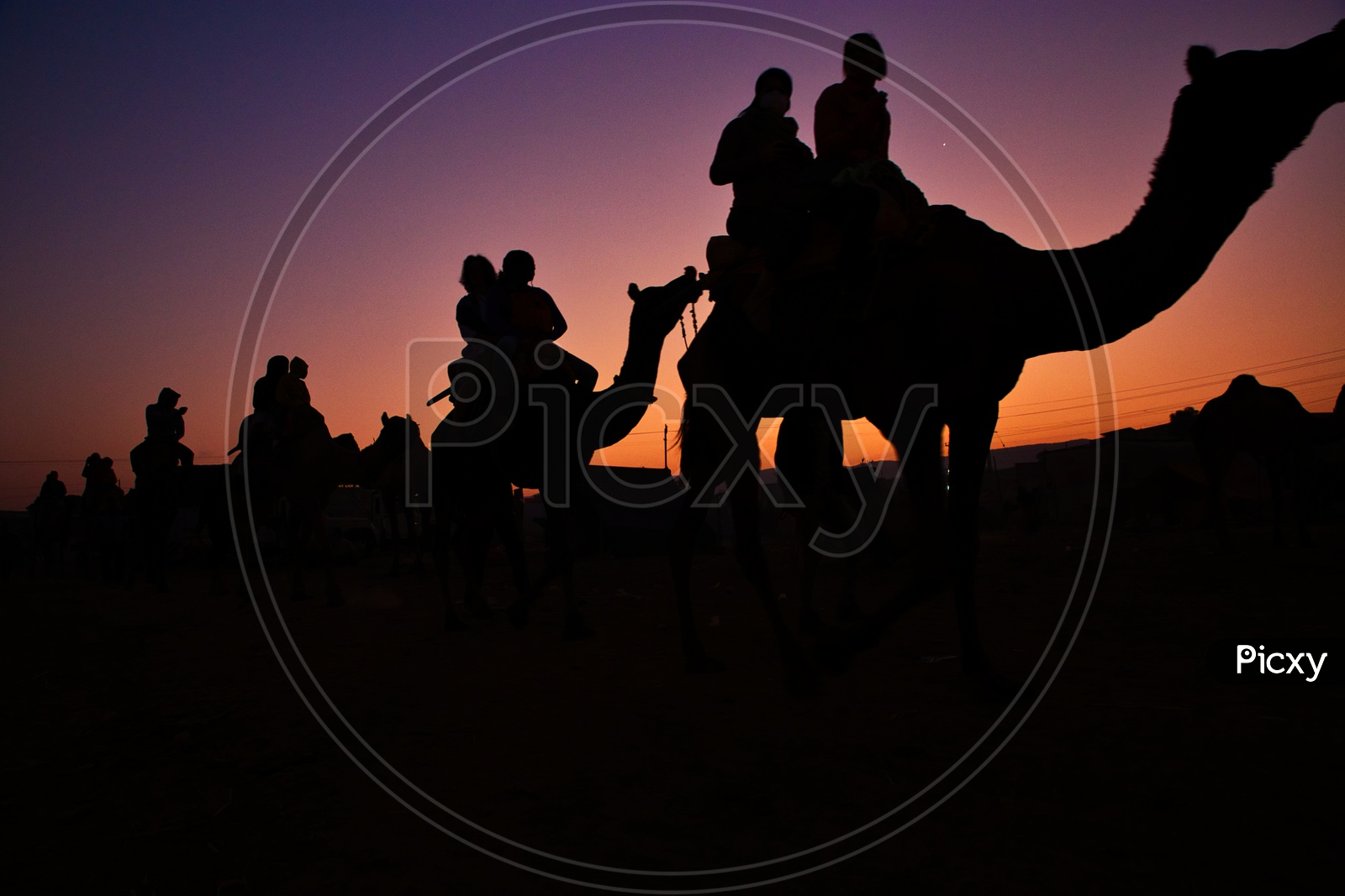 Silhouette of Camels