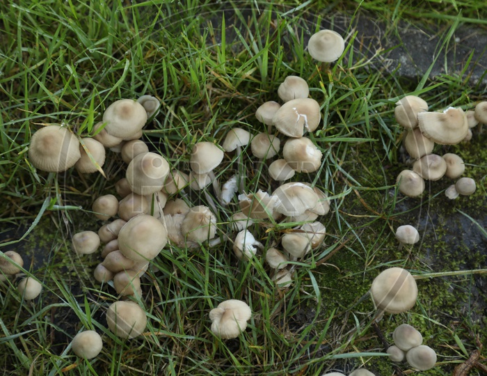 Mushrooms In a garden